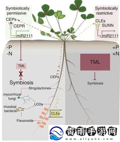 植物生存策略：养分吸收而非光合作用世界树谜题揭秘