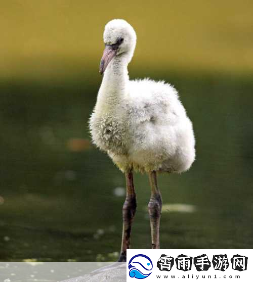 火烈鸟出生时是什么颜色
