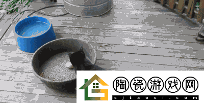 求猫咪最新地域网名